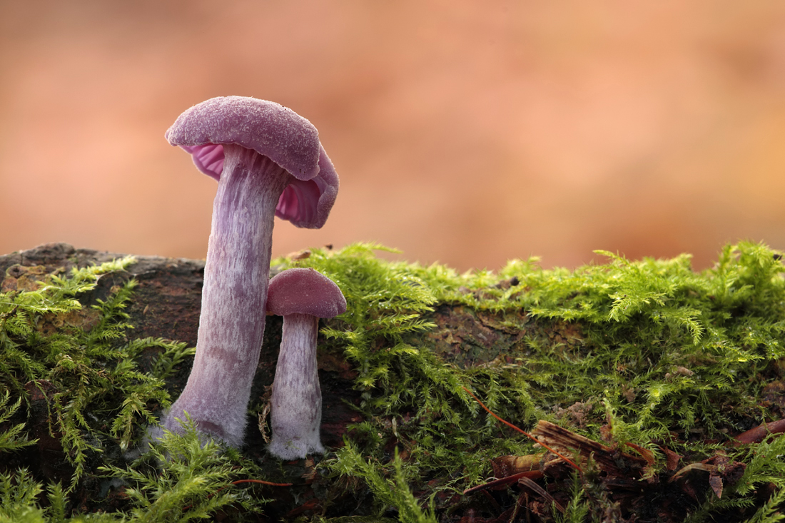 Amethyst Deceiver 2